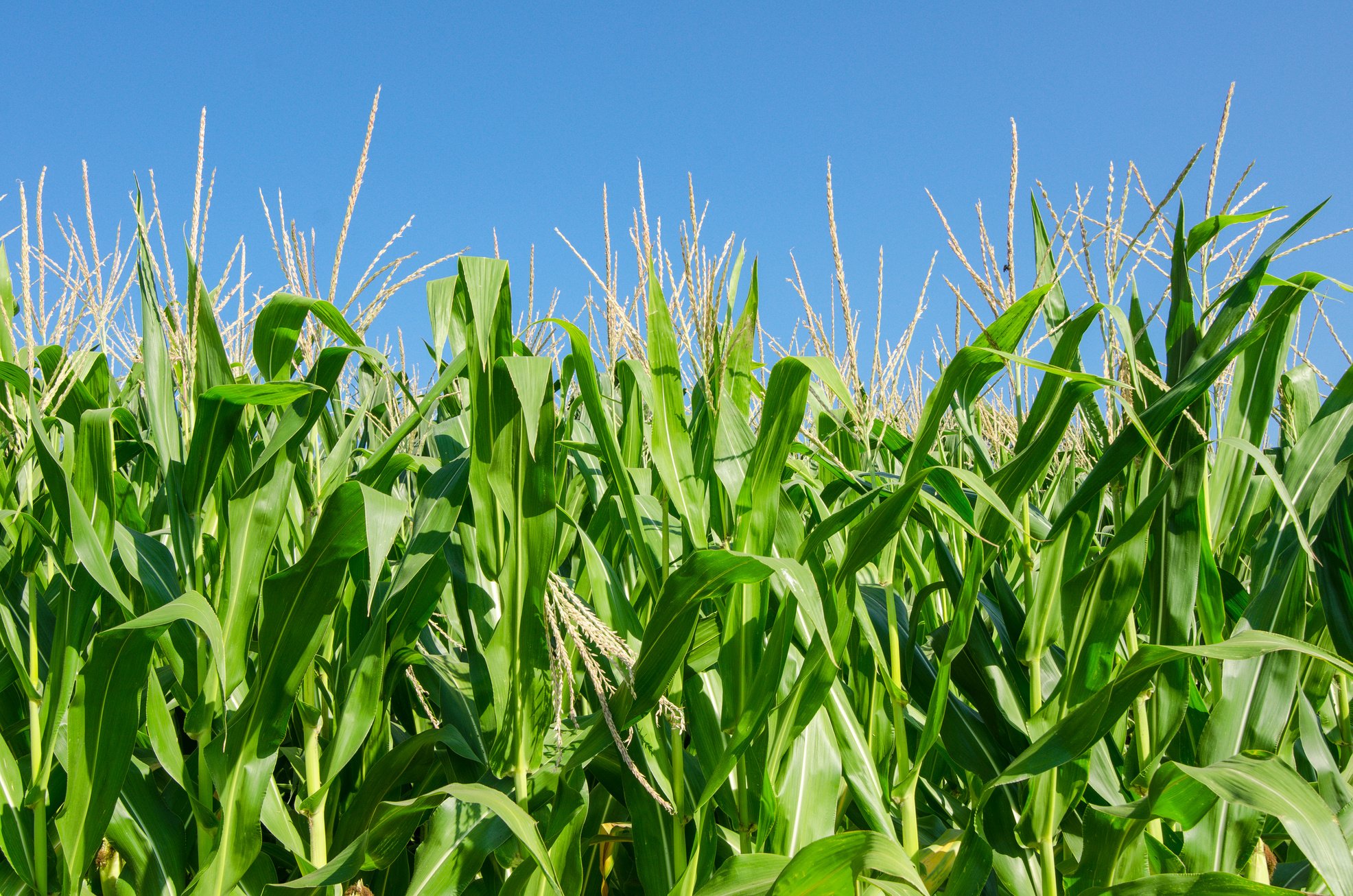 corn field